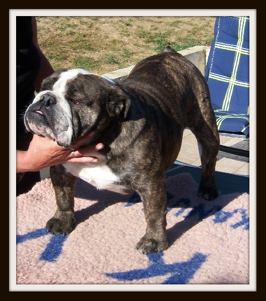 Isabelle columbo bulls