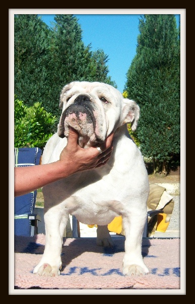Jessy columbo bulls