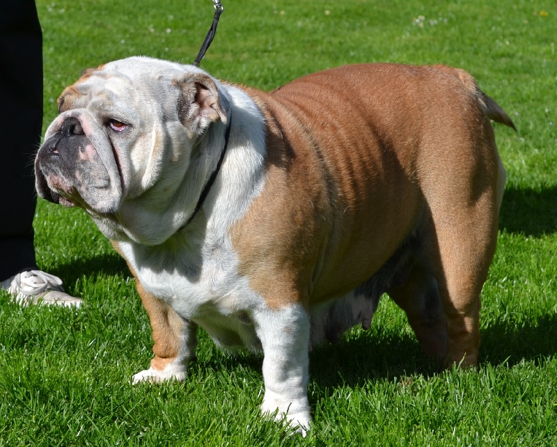 Kendra columbo bulls